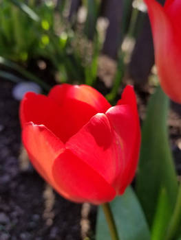 Tulips-31Mar2024-S01