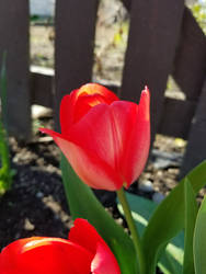 Tulips-31Mar2024-S02