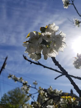 Cherry Blooms 01