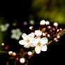 White Blossom