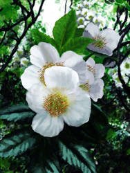 Forest Flowers