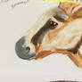 Shetland pony?