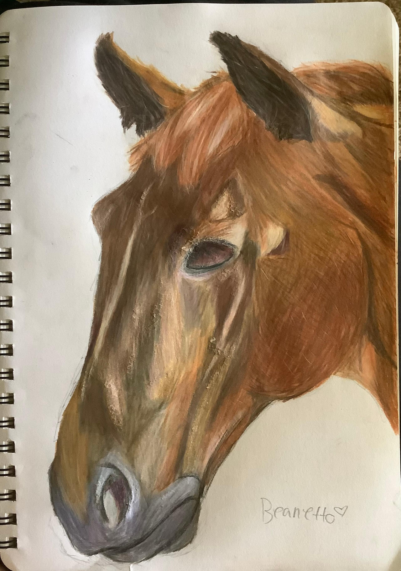 Czech Warmblood ||
