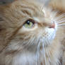 COOL FANCY CAT PHOTO PROFILE PICTURE