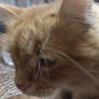 SAD CAT PHOTO