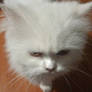 CUTE WHITE CAT