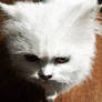 CUTE WHITE CAT PHOTO EDIT