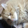 GLORIOUS CAT