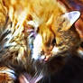 ORANGE CAT PHOTO EDIT