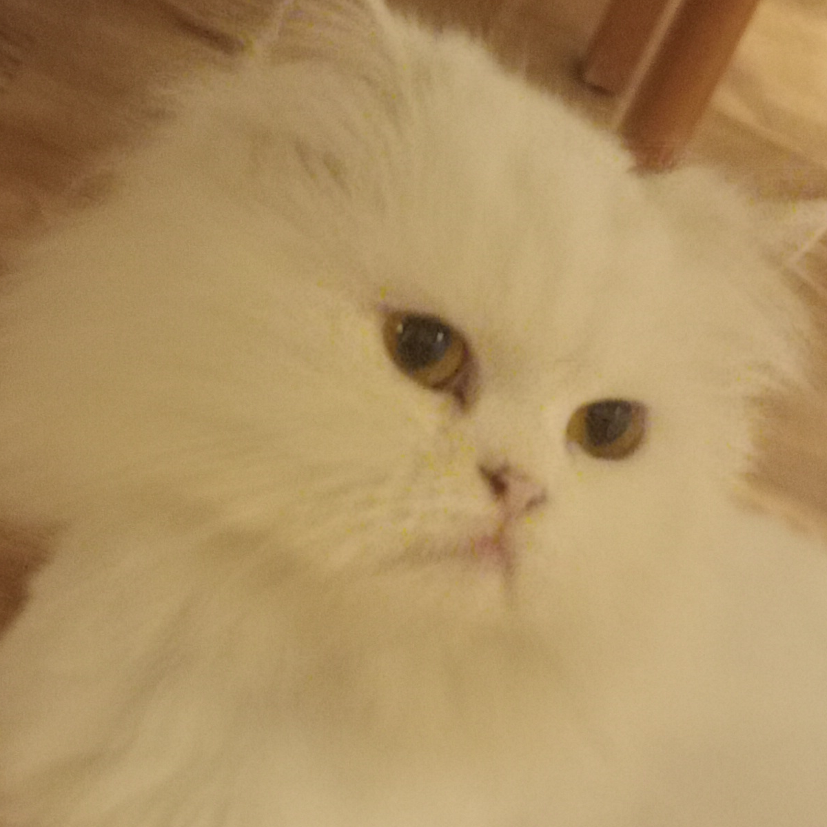CUTE WHITE CAT
