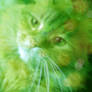 CHONKY GINGER CAT PHOTO EDIT SHREK VERSION