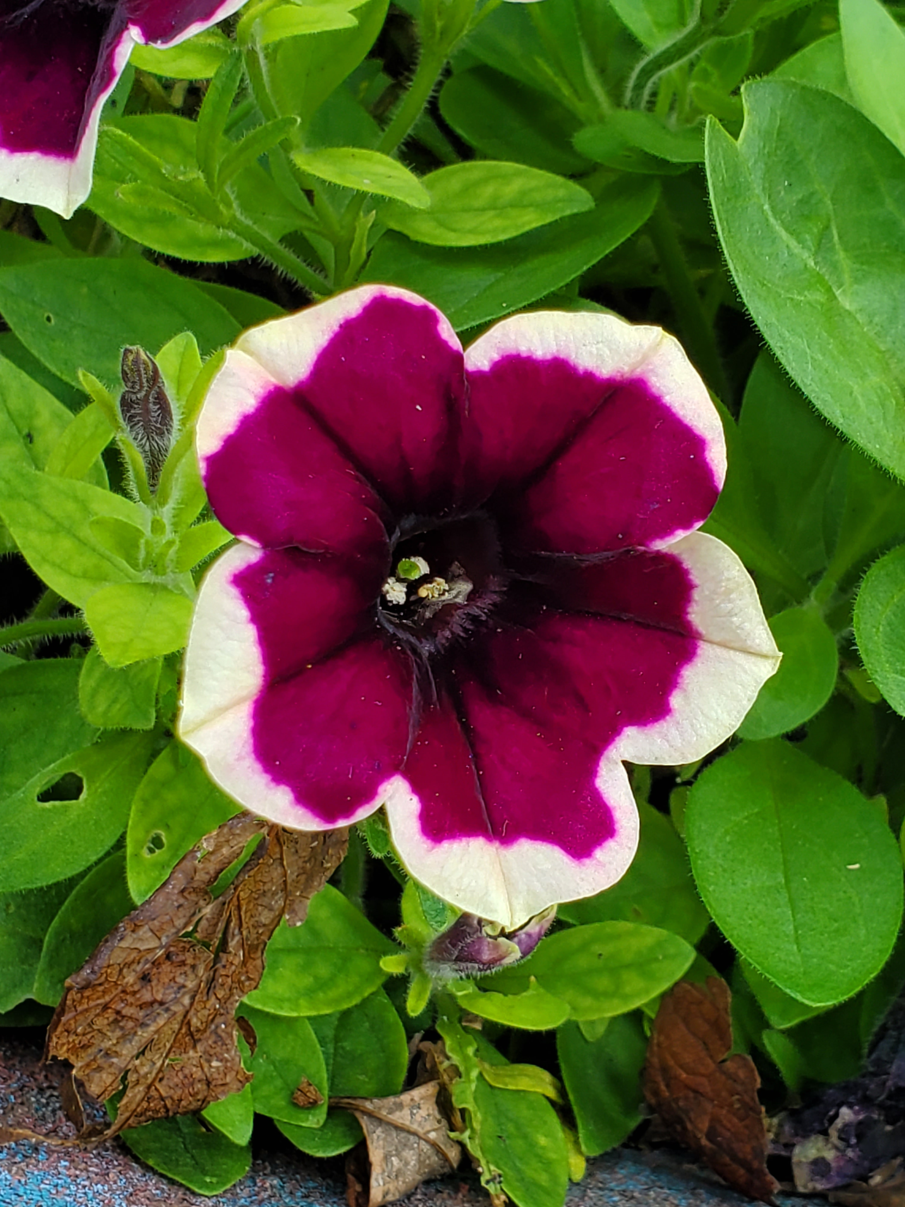 Deep Purple Flower