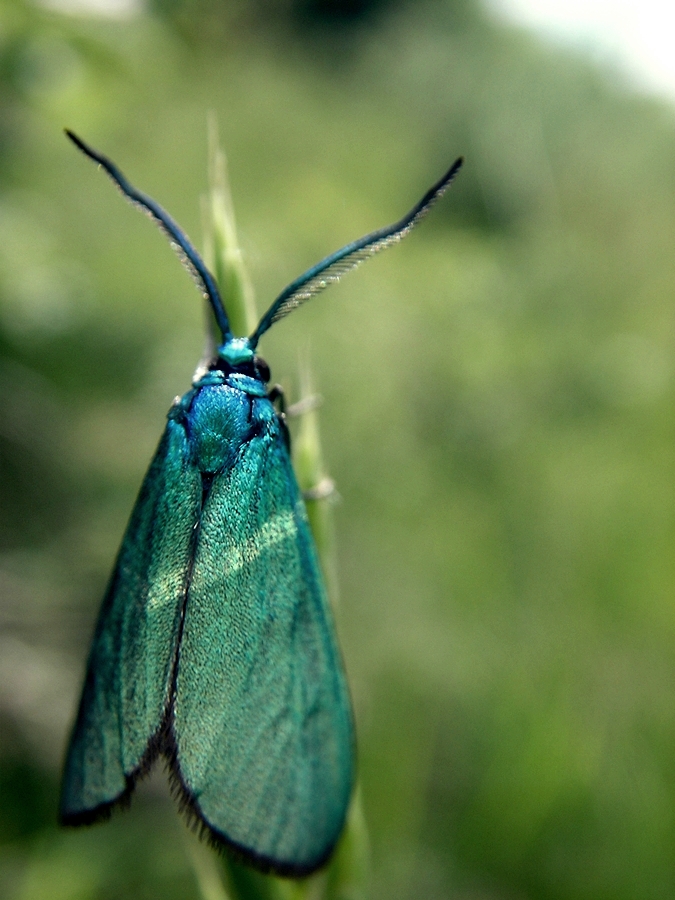 Butterfly fly