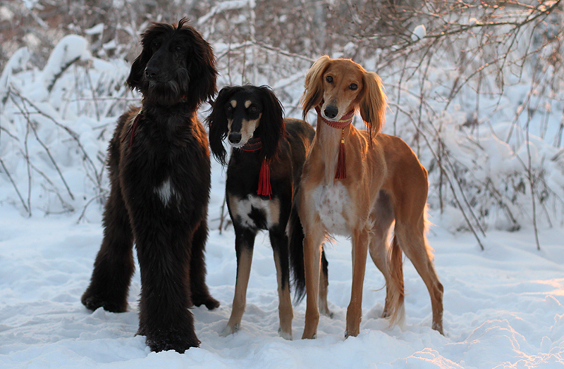 December trio