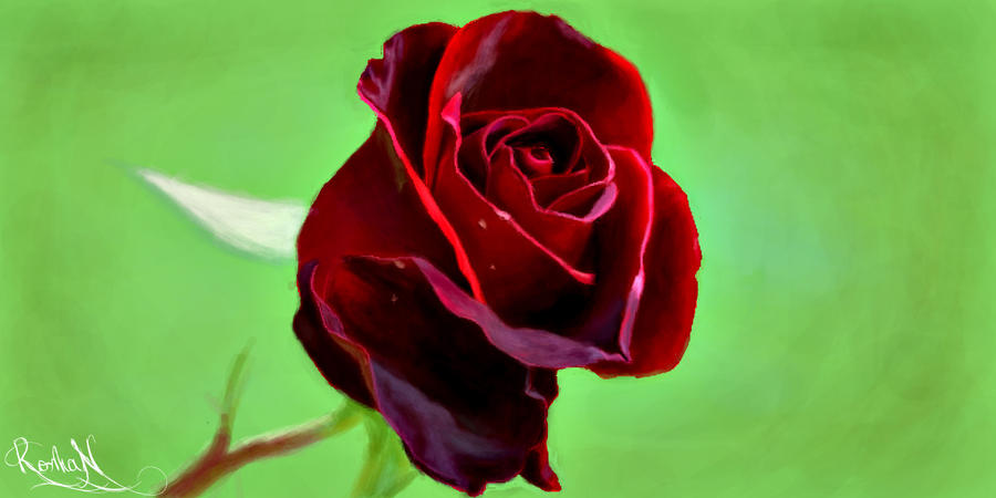 Red rose