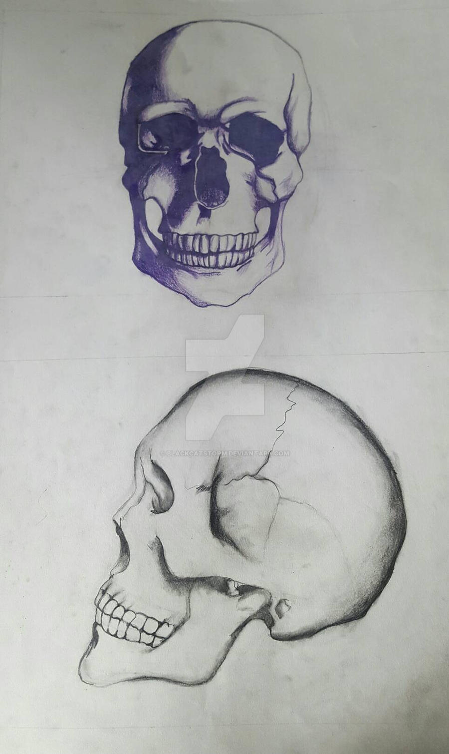 Skull study