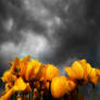 rainpain