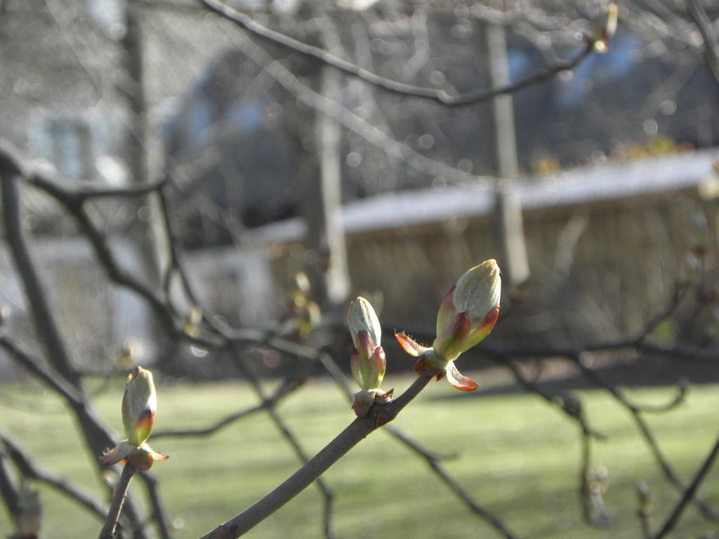 Sprouting Into Spring Sprouting for spring by Snowtiger81 on DeviantArt