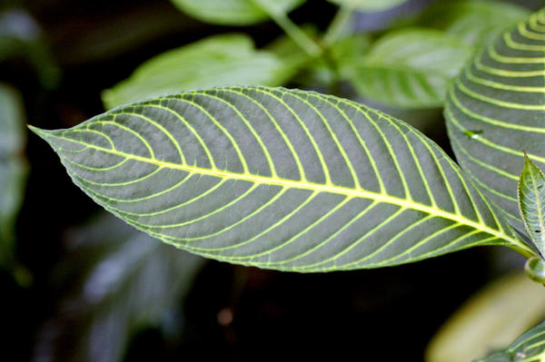 Leaf VI
