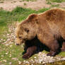 Bear I