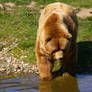 Bear V