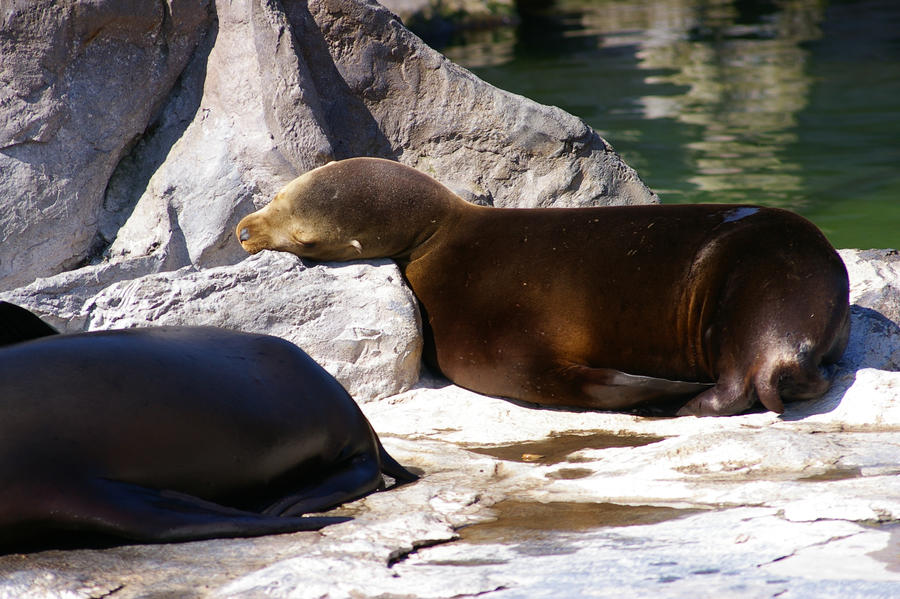 Seals III