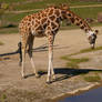 Giraffe IV