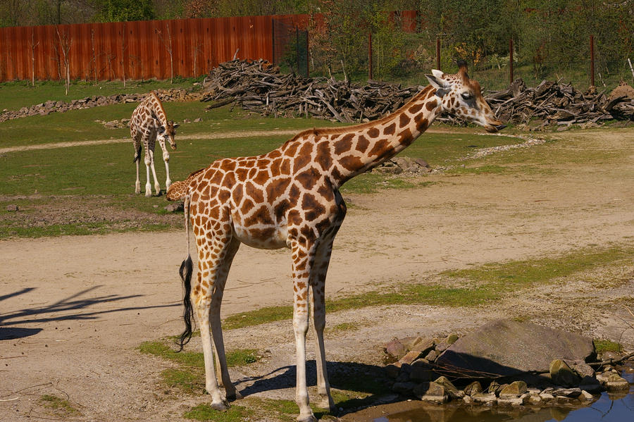 Giraffe VI