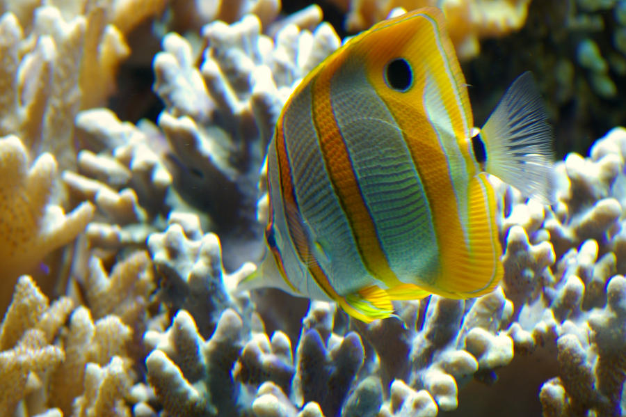 Aquarium X