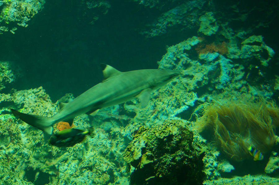 Aquarium XII