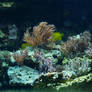 Aquarium XXII