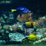 Aquarium XXXIII
