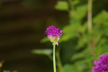 Purple flower II