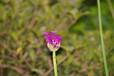 Purple flower III