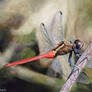 Damselfly