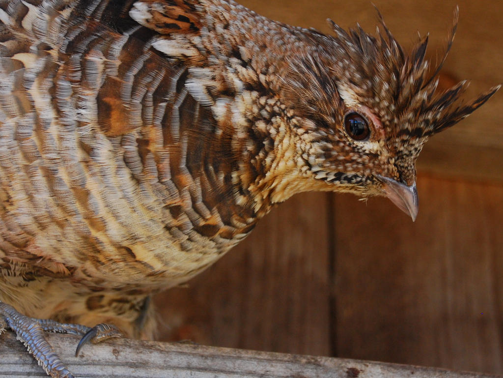 A Ruffled Grouse