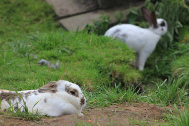 Wildpark Bunnys 1#