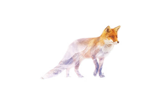 Wild animals : Fox