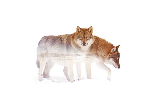 Wild animals : Wolf
