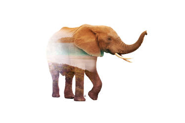 Wild animals : Elephant