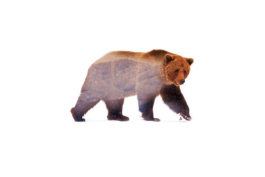 Wild animals : Bear