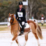 Dressage Stock-67