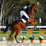 Show Jumping Stock-110