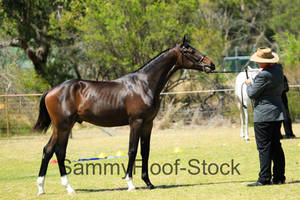 Halter In-hand Stock-75