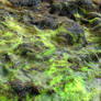 Neon Green Seaweed