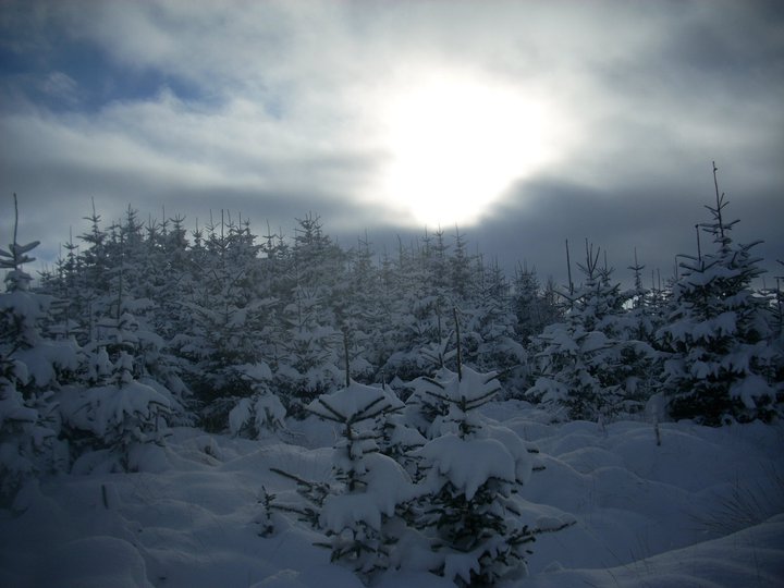 snowy trees