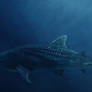 Rhincodon typus