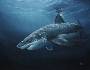 Carcharodon carcharias