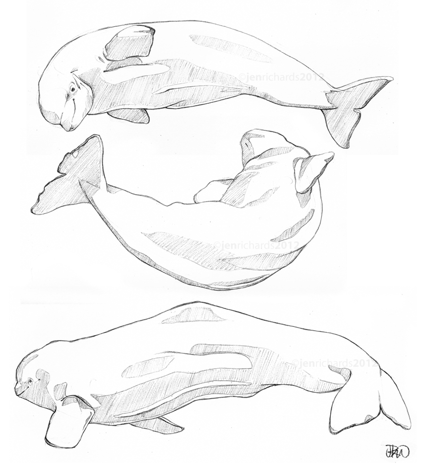 Beluga sketches