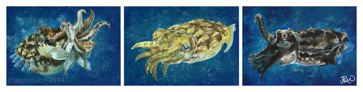 Dwarf cuttlefish by odontocete on DeviantArt